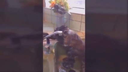 Маймуна се къпе като хората