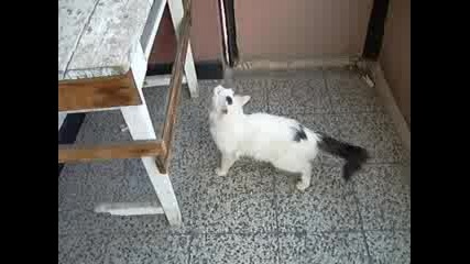 Котка Чисти Балкона