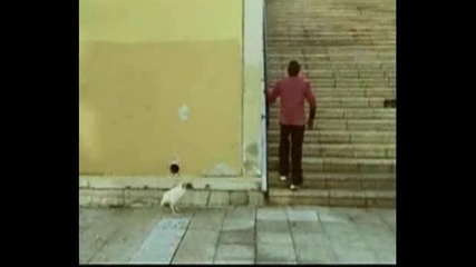 Кокошка - Freerun