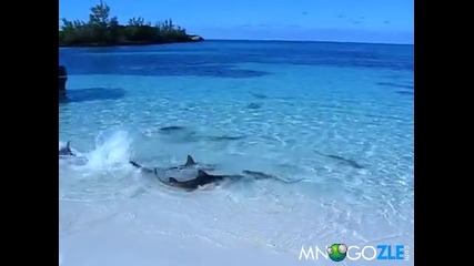 Акули на самия бряг