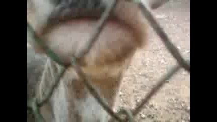 zoo Стара Загора eleni
