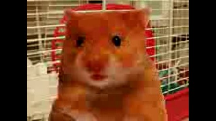 Harry The Hamster