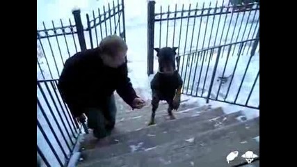 Куче изкачва стълби на два крака