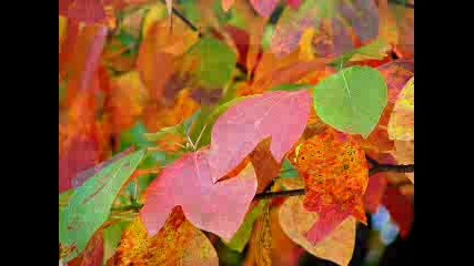 Autumn Leaves With Frank Sinatra