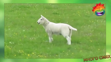 Нападението на козите - Мого смях