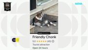 Бургаско коте стана световна звезда: „Friendly Chonk” покори социалните мрежи