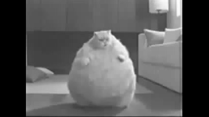 Mного Смешни котки 