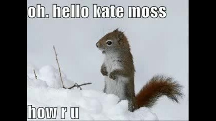 Very Funny Animals