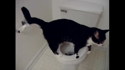 Toilet Cat