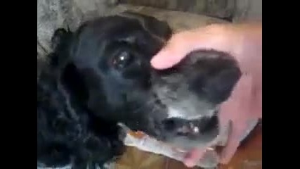 Куче Хип Хоп