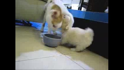 Dog Vs Cat