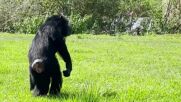Шимпанзе, държано 28 години в плен, видя небето за пръв път