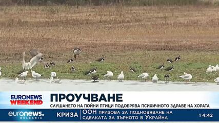 Проучване: Слушането на пойни птици подобрява психичното здраве на хората