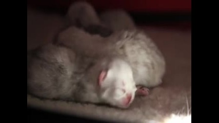 Новородени Котенца