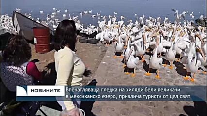 Впечатляваща гледка на хиляди бели пеликани в мексиканско езеро, привлича туристи от цял свят