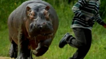 Много ядосан хипопотам 