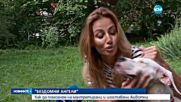 Как Никол Станкулова спасява бездомни кучета?