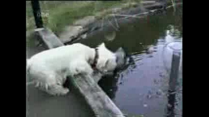 Куче Пада Във Водата