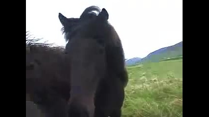 Young Icelandic Horses 