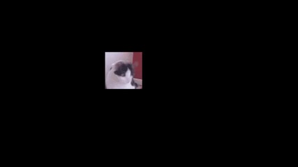 Yeah cat