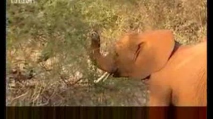 Matriarch elephant of orphan herd - Bbc wildlife