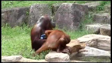 Орангутанът с най-добрата хигиена :)