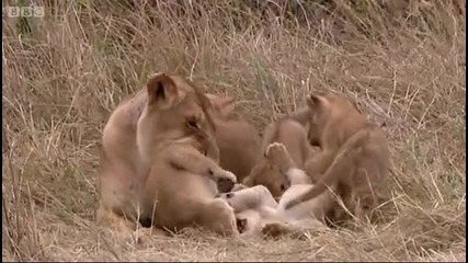 Tamus four lion cubs - Big Cat Diaries - Bbc 