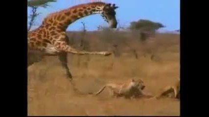 Лъвове срещу жираф