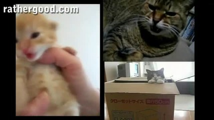 Пеещи котки - Видео 
