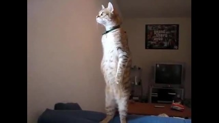 Standing Cat.wmv 