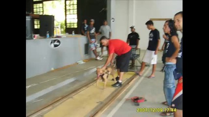 empiex Pit Bull