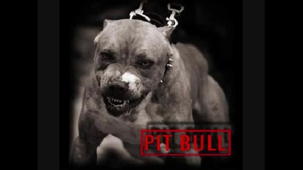 pitbull