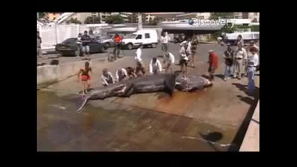 акула гигант