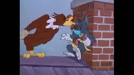 Tom & Jerry - Flirty Birdy