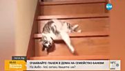 Как котка слиза по стълби