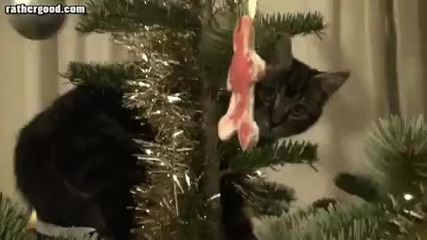 Коте В Коледа ни дърво!
