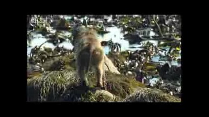 Monkeys eating shark eggs and other strange animal behavior - ocean animals - Bbc wildlife