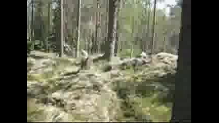 ориентиране