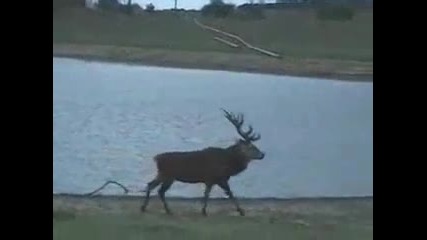 Red Stag in South Texas 