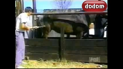 Смях до скъсване