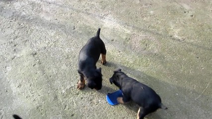 Jagdterrier Tutam - Zipir - Tutu6