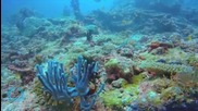 Deep Sea Treasure Diver Finds $1 Million In Gold