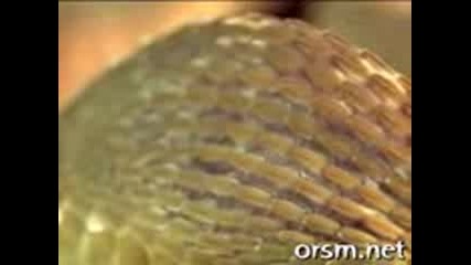snake 