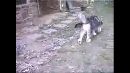 Забавно  малко  кученце си играе