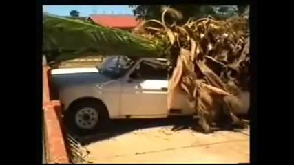 Boere pulls down palm tree