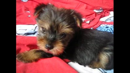 Moeto sladur4e...obi4kam te...6te mi lipsva6 ; (
