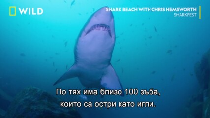 Крис Хелмсуърт плува с акули | Фестивал на акулите | NG Wild Bulgaria