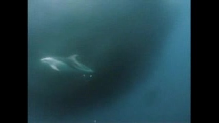 Dusky Dolphins Corral Anchovies - - National Geographic.flv