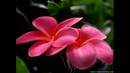 Shostakovich - Andre Rieu - Russian Waltz