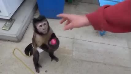 Умна маймунка